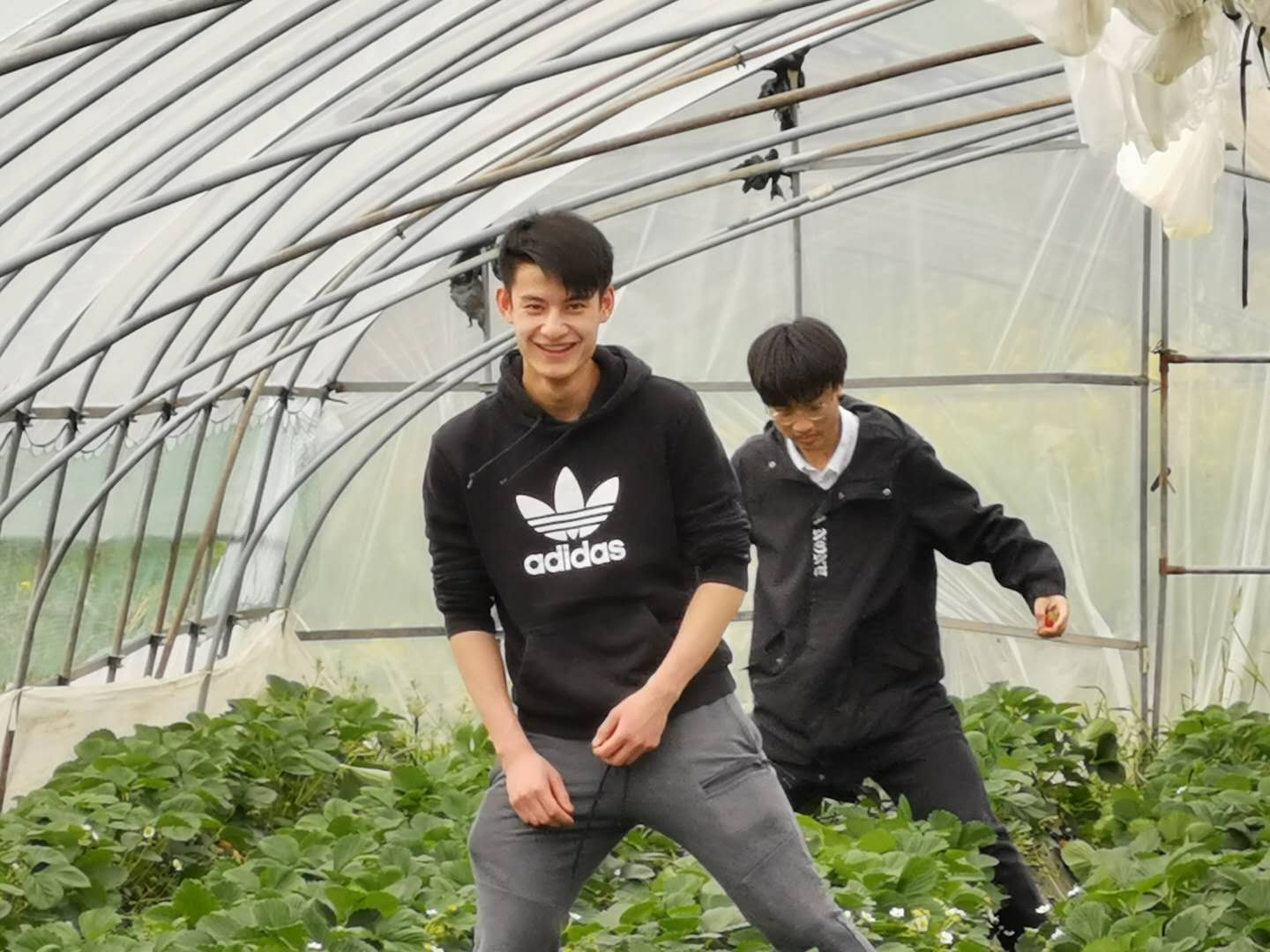 采草莓.jpg